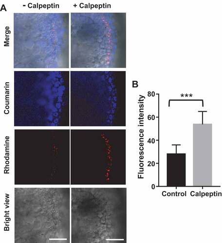 Figure 9. IMCLAM discerns calpeptin-induced mitophagy in zebrafish (A). Zebrafish embryos at 2 d post-fertilization in Holt buffer were incubated for 1 h with AzProRed-ΔΨm (8 μM), and then with DBCOBlue-ΔΨm (12 μM) for 1.5 h. These embryos were exposed to calpeptin (50 μM) or no addition for 24 h and then imaged by confocal fluorescence microscopy. Scale bars: 60 μm. (B) Quantification of the rhodamine fluorescence associated with embryos, mean ± SD, n = 10. ***, P = 0.0001 (t test)