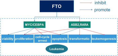 Figure 7 The detailed mechanisms of FTO in leukemia. FTO up-regulated MYC/CEBPA and down-regulatedASB2and RARA, thus promoting leukemia cell viability, proliferation, transformation and leukemogenesis and inhibiting cell-cycle arrest and apoptosis.