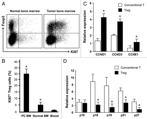 Figure 3. Treg cells actively expand in tumor associated bone marrow. Blood and bone marrow were immediately stained with anti-CD3, anti-CD4, anti-FOXP3 and anti-Ki67 and were analyzed with LSR II. (A) Representative dot plots showed Ki67 expression in normal vs. tumor bone marrow Foxp3+ Treg cells. (B) Results are expressed as the percentage of Ki67 expressing cells in CD4+FOXP3+CD3+ cells (Treg cells) (mean ± SEM) (n = 6–8, *, Tumor bone marrow compared with normal bone marrow, and other compartments, p < 0.001). (C and D) Bone marrow Treg cells expressed different levels of cell cycling genes. Expression of multiple cyclin genes (C) and CDK inhibitors (D) was quantified in bone Treg cells and conventional T cells by real-time PCR. Results are expressed as mean ± SD n = 5, *p < 0.01.