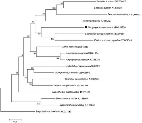 Figure 1. Maximum likelihood tree of 18 marine fishes was constructed based on 13 mitochondrial PCGs sequences and Scophthalmus maximus as outgroup. The numbers at the nodes are bootstrap probability based on 1000 replications. GenBank accession numbers of each sequence were listed in the tree with their corresponding species names.