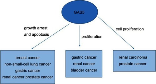 Figure 2 The function of LncRNA GAS5 in various cancers.