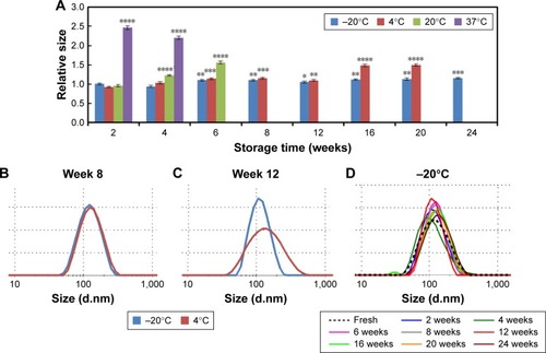 Figure 5 Hydrodynamic size of lyophilized nanoparticles stored at various times and temperatures.Notes: All values were normalized against those of freshly made material from the same batch. The nanoparticles (T-NP) were lyophilized at 10 mg/mL in the presence of 5% w/w TL and 0.1 M Tris buffer pH 7.4. The materials were then stored at −20°C, 4°C, 20°C, and 37°C. The reconstituted nanoparticles were sonicated for 1 min before binding with siRNA at a NP/siRNA mass ratio of 50. (A) Hydrodynamic diameter of siRNA nanoconstructs (T-siRNA-NP). (B, C) Size distribution of lyophilized T-NP stored at −20°C and 4°C at week 8 (B) and week 12 (C). (D) Size distribution of T-siHER2-NP stored at −20°C for the specified periods. Statistical significance (p-value) was evaluated against the fresh material. *p<0.05; **p<0.01; ***p<0.001; ****p<0.0001.Abbreviations: NP, nanoparticle; TL, trehalose.