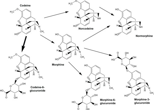 Figure 1 Metabolism pathways of codeine.