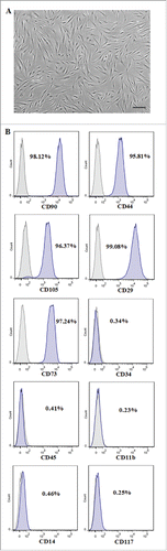 FIGURE 1. Morphologic analysis and phenotypic identification of PDLSCs. (A) Morphology of PDLSCs which demonstrated spindle-like shape. Scale bar: 100 µm. (B) Cell surface antigens of PDLSCs at passage 2 were detected by flow cytometry. The percentages of cell surface CD markers were shown in the histograms.