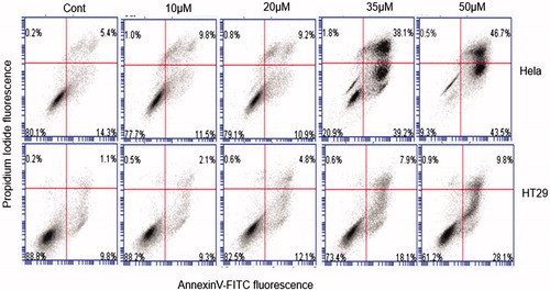 Figure 6. Flow cytometric analysis of apoptotic cells by annexin V/propidium iodide staining in HeLa and HT29 cells untreated or treated for 24 h with at the indicated concentrations. A representative experiment is shown. Annexin V+/PI − and annexin V+/PI+-stained cells were considered early apoptotic and late apoptotic or necrotic cells, respectively. Percentage of the different population of stained cells is shown.