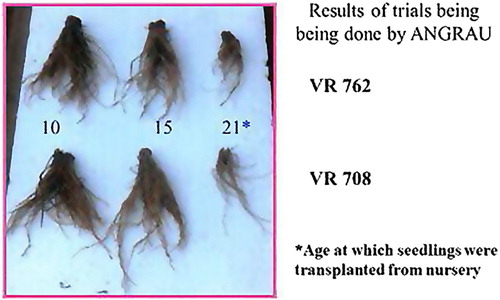 Figure 3. Comparison of root growth in finger millet plants at 60 days after sowing, in 2004–05 rabi season trials at Acharya N.G. Ranga Agricultural University in Hyderabad, India (photo courtesy of A. Satyanarayana).