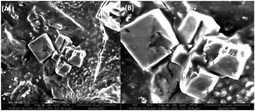 Figure 6. SEM images of AgNPs fabricated using C. procera root extract and the morphological features recorded at two different magnifications of 20 µm (a) and 10 µm (b).