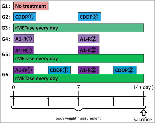 Figure 2. Treatment schema.