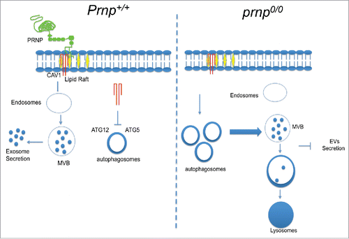 Figure 8. Model of PRNP function in exosome secretion. (Left panel) Membrane-bound PRNP (green) organizes CAV1 (red) into lipid rafts (yellow) and allows its internalization and subsequent inhibition of cytoplasmic ATG12–ATG5 engagement. Under these conditions, autophagy progression is impaired, and MVBs fuse with the cell membrane to release exosomes (EVs) into the extracellular milieu (right panel). In the absence of PRNP, CAV1 internalization is prevented, allowing ATG12–ATG5 complex formation and autophagy induction. Autophagosomes fuse with MVBs and are delivered to lysosomes for degradation, leading to a drastic reduction in exosome secretion (left panel).