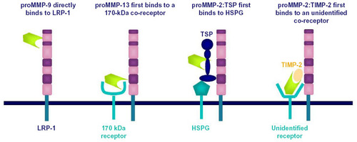 Figure 2 Different mechanisms of low-density lipoprotein receptor-related protein 1 (LRP-1)-mediated clearance of matrix metalloproteinases (MMPs).