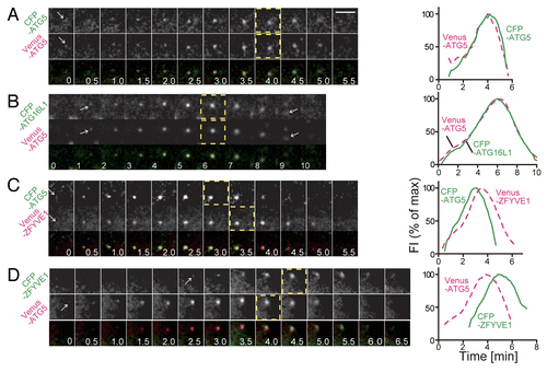 Figure 1. Evaluation of the experimental error of the time-course measurement of ATG protein accumulation into punctate structures. MEFs stably coexpressing CFP–ATG5 and Venus–ATG5 (A), CFP-ATG16L1 and Venus–ATG5 (B), CFP–ATG5 and Venus–ZFYVE1 (C), or CFP–ZFYVE1 and Venus–ATG5 (D) were cultured in starvation medium. Time-lapse imaging was performed at 1 frame per 10 s, and selected images (0.5 min interval) are shown. The time course of the fluorescence intensity of the punctate signals shown in the images (left) was plotted in the graphs (right; percent maximum intensity). Dashed-line boxes indicate the video frames at the maximum (peak) intensities. Scale bar: 5 μm.