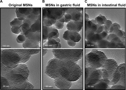 Figure 3 TEM images.Notes: TEM images of (A) original MSNs, (B) MSNs incubated in simulated gastric fluid for 1 hour, and (C) MSNs incubated in simulated intestinal fluid for 4 hours. All of the upper panels were magnified 40,000×; lower panels were magnified 80,000×.Abbreviations: MSNs, mesoporous silica nanoparticles; TEM, transmission electron microscopy.