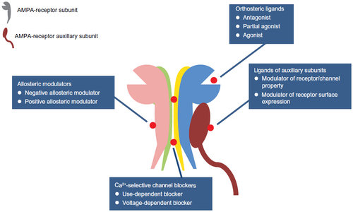 Figure 2 Sites of action of different AMPA receptor-targeted agents.