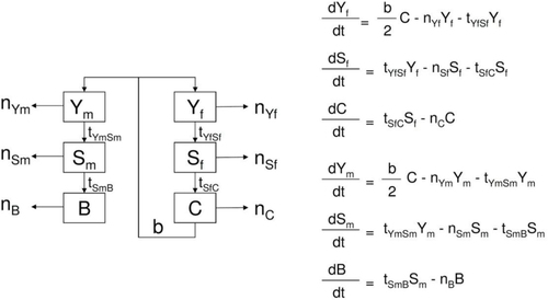 Fig. 3 Livestock demographic model and equations, where Yf=young females 0–1 year, Ym=young males 0–1 year, Sf=Heifers 1–3 years, Sm=young bulls 1–2 years, C=cows from 3 years, B=bulls from 2 years, m=mortality (including off-take), b=birth rate (including acquisition), a=age class transition.