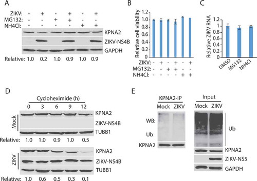 Figure 2. ZIKV infection induces KPNA2 degradation via the lysosomal pathway. (A) MG132 and NH4Cl treatment restore the KPNA2 level in ZIKV-infected cells. Vero cells were infected with ZIKV and 24 hpi, treated with MG132 or NH4Cl. The cells were harvested 6 h after the treatment. DMSO was included as a solvent control in the first two lanes. (B) The treatment with MG132 and NH4Cl for 6 h has minimal effect on cell viability. DMSO was included as a solvent control in the first two bars. (C) The treatment with MG132 and NH4Cl for 6 h has minimal effect on the ZIKV RNA level. (D) KPNA2 half-life is shortened by ZIKV infection. Vero cells were infected with ZIKV at an MOI of 10 for 24 h before treated with cycloheximide. Mock-infected cells were included for control. (E) ZIKV infection has a minimal effect on KPNA2 ubiquitination. Vero cells were infected with ZIKV, treated with NH4Cl for 6 h, and harvested for immunoprecipitation (IP) with KPNA2 antibody. The IP precipitate was subjected to WB with antibodies against ubiquitin (Ub) and KPNA2. The input of cell lysate was included as a control