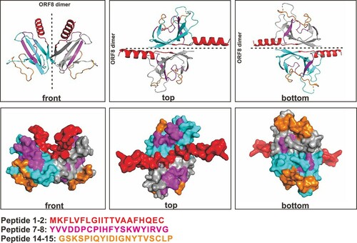 Figure 3. Mapping of linear peptides on the modified ORF8 protein structure. Regions of representative immunogenic epitopes on full-length ORF8 dimer are shown as red (peptide 1–2), pink (peptide 7–8) and orange (peptide 14–15). The full-length structure (amino acid position 1–121) was modified from the published mature ORF8 protein structure (amino acid 18–121; PDB: 7JTL). The monomers are coloured in cyan and grey.
