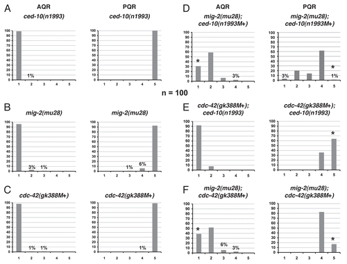 Figure 6 AQR and PQR, Q neuroblast descendants, migration defects in mutants. (A–F) Quantitation of the final migratory positions of the AQR and PQR neurons. The graphs are organized as described in Figure 1H and Materials and Methods. The asterisks in (D–F) represent statistically significant differences for the double mutants as compared to the combination of the defects observed in the two single mutants. For all cases, n = 100.