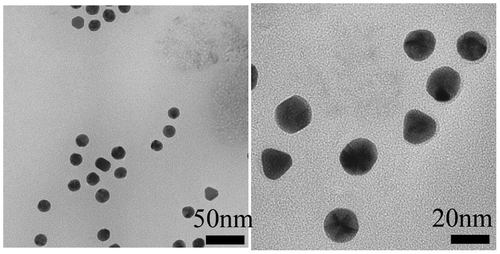 Figure 8. TEM image of 15-nm Au-PEG nanoparticles.
