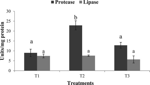 Figure 1. Hepatopancreas protease and lipase activity in the different experimental groups. Values in the same column having different superscript are significantly different. Data expressed as Mean ± SE. One unit of protease expressed as units micromoles of tyrosine released/min. One unit of lipase expressed as micromoles of p-nitrophenol released/min.