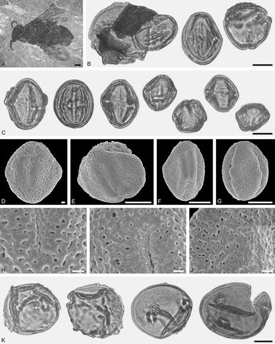 Figure 3. Protobombus messelensis Engel et Wappler from Messel and associated pollen grains. A. FIS MeI 6388, holotype, female. B‒C, K. LM micrographs. D‒J. SEM micrographs. B. Clump with Aralioideae gen. et sp. indet. 1 and Tilioideae gen. et sp. indet. pollen grains (left), Aralioideae gen. et sp. indet. 1 pollen in equatorial and polar view (right). C. Aralioideae gen. et sp. indet. 1 grains in equatorial view (left) and polar view (right). D, F, G. Aralioideae gen. et sp. indet. 1 grains in equatorial view. E. Aralioideae gen. et sp. indet. 1 grain in polar view. H‒J. Aralioideae gen. et sp. indet. 1, details of tectum surface. K. Tilioideae gen. et sp. indet. pollen grains. Scale bars – 1 mm (A), 10 µm (B‒C, E‒G, K), 1 µm (D, H‒J).