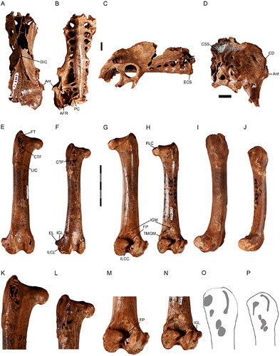 Fig. 7. Fossil bones of species of Dynatoaetus, pelvis (A–D), femora (E–P). Dynatoaetus pachyosteus, pelvis SAMA P41516 in A, dorsal, B, ventral, C, right lateral and D, caudal view. Dynatoaetus gaffae right femur SAMA P41514 (E, G, I, K, M, O) compared to D. pachyosteus, SAMA P41513, Victoria Fossil Cave (SA) (F, H, J, L, N, P), in cranial (E, F), caudal (G, H), lateral (I, J), proximal cranial (K, L), distal caudal (M, N) views, and outlines of musculature scars on proximal lateral facies (O, P). Abbreviations: Ant, antitrochanter; AFR, anterior fossa renalis; CD, crista dorsolateralis; CSS, crista spinosa synsacri; CTF, crista trochanteris foramen; DIC, dorsal iliac crests; ECS, extremitas cranialis synsacra; EL, epicondylus lateralis; FLC, fovea lig. capitis; FT, fossa trochanteris; FP, fossa poplitea; IGL, impressio gastrocnemialis lateralis; IGM, impressio gastrocnemialis intermedia; ILCC, impressio lig. cruciati caudalis et cranialis; ILCL, impressio lig. collateralis lateralis; LIC, linea intermuscularis cranialis; PC, processus costales; TMGM, tuberculum muscularis gastrocnemialis medialis. Black scale bar 10 mm, black and grey scale bar 50 mm.