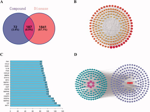 Figure 3. Network construction and analysis. (A) Wayne figure. The intersection of ZRS targets and disease targets. One hundred and eighty-seven targets were shared by ZRS and ACI. (B) A PPI network diagram was drawn using Cytoscape software. The colour and size of the nodes were adjusted according to the degree value, and the thickness of the line indicates that the edge betweenness ranges from large to small. (C) The ranking of ZRS target importance for treating ACI. The abscissa is the degree value of each target. (D) Component-disease-target Network. In the network, the circle is the target of drugs acting on diseases, the rhombus is compound, the hexagon is herb, and the rectangle is disease.