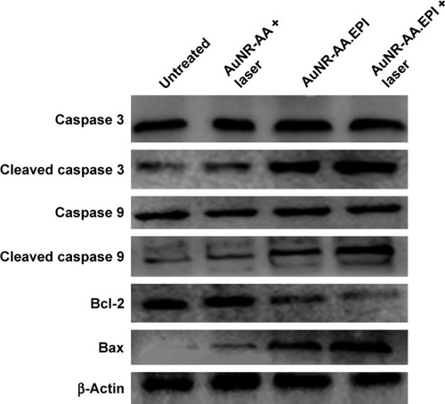 Figure 6 The expression of caspase 3, cleaved caspase 3 (phosphorylated form), caspase 9, cleaved caspase 9 (phosphorylated form), Bcl-2, Bax, and β-actin was determined using Western blotting.Note: Untreated = untreated cells; AuNR-AA + laser = Au800-CTAB-PAA-PEG-AA plus laser irradiation; AuNR-AA.EPI = Au800-CTAB-PAA-PEG-AA.EPI; and AuNR-AA.EPI + laser = Au800-CTAB-PAA-PEG-AA.EPI plus laser irradiation.Abbreviations: AuNRs, gold nanorods; EPI, epirubicin; CTAB, hexadecyltrimethylammonium bromide; PAA, poly(acrylic acid); AA, anisamide; PEG, polyethylene glycol.