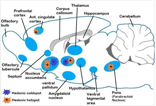 Figure 1. Simplified scheme of neural circuits of reward in the rat brain. Reward and pleasure are generated by a set of hedonic hotspots within mesocortilimbic dopamine circuit, especially from nucleus accumbens, which controls the release of dopamine from the ventral tegmental area. Beta-endorphins are released by pituitary glands. Orgasm is experienced when genitalia provokes nervous excitations towards spinal cord and brain (from Berridge and Kringelbach Citation2015 adapted).