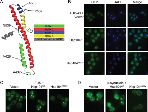 Figure 1. Potentiated Hsp104 variants suppress aggregation and mislocalization of disease proteins in yeast proteinopathy models. (A) Homology model of the MD and a portion of the small domain of NBD1 of Hsp104. Side chains of indicated residues are shown as sticks. (B) Fluorescence microscopy of yeast coexpressing fluorescently tagged TDP-43 and Hsp104WT, Hsp104A503V, or vector. Cells are stained with DAPI to visualize nuclei (blue). TDP-43 only exhibits nuclear localization upon coexpression of potentiated Hsp104A503V. (C) Fluorescence microscopy of cells coexpressing FUS-GFP and Hsp104WT, Hsp104A503V, or vector. Yeast coexpressing potentiated Hsp104A503V display fewer cytoplasmic FUS foci. (D) Fluorescence microscopy of cells coexpressing α-synuclein-YFP and Hsp104WT, Hsp104A503V, or vector. Yeast coexpressing potentiated Hsp104A503V display fewer cytoplasmic α-syn foci, and α-syn only accumulates at the plasma membrane upon coexpression of Hsp104A503V.