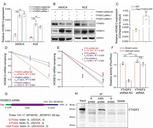 Figure 4. YTHDF2 regulates HOXB13 expression in an m6A-dependent manner. (A, B) qPCR and WB confirmed elevated HOXB13 mRNA and protein expression after YTHDF2 knockdown. (C) RIP-PCR validates exogenous YTHDF2 binding to HOXB13 mRNA. (D) Prolonged RNA lifetime of HOXB13 mRNA after knockdown of YTHDF2 expression. (E) Shortened RNA lifetime of HOXB13 mRNA after knockdown of FTO expression. (F) Relative activity of the wild-type or mutant HOXB13 3′ UTR luciferase reporter in AN3CA cells expressing YTHDF2 shRNA or control. (G) Position of the m6A peak in HOXB13 mRNA (top). RNA probe sequences for RNA pulldowns (bottom). (H) YTHDF2 recognizes the m6A site in the 3′ UTR of HOXB13 mRNA as shown by RNA pull-down assays. Error bars indicate means ± SDs, **P < 0.01, n.s indicates no significance