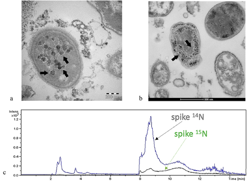 Figure 1. The bacteriophagic behavior of SARS-CoV-2. Panels a and b: Transmission electron microscope images (panels a and B, TEM FEI, Thermo Fisher Tecnai G2 operating at 120 kV) show SARS-CoV-2 (indicated by black arrows) inside two bacteria. Panel C: The proteomic profile at mass spectrometry confirms the presence of an abundance of SARS-CoV-2 proteins; Peptide mapping of SARS-CoV-2 spike protein was acquired by means of liquid chromatography-mass spectrometry associated with 14N and 15N profiles and performed on an aliquot of bacteria, derived from the human gut microbiome, culture after 7 days with the presence of SARS-CoV-2Citation4–10. Images obtained for the gentle concession of the authorsCitation4–10.