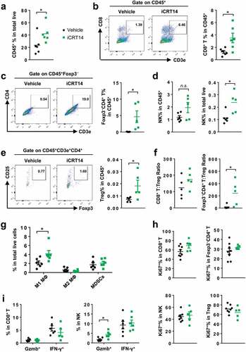 Figure 1. β-Catenin inhibition induces lymphocyte infiltration in CT26 tumors. Mice bearing CT26 tumors were treated with iCRT14 or vehicle every other day for 12 d. FACS was performed to analyze tumor-infiltrating immune cells. (a) Percentage of CD45+ cells in total live cells. (b) Percentage of CD8+ T cells (CD45+CD3+CD8+) in CD45+ cells. (c) Percentage of conventional CD4+ T cells (CD45+CD3+CD4+Foxp3−) in CD45+ cells. (d) Percentage of NK cells (CD45+NKp46+CD3−) in CD45+ cells and total live cells. (e) Percentage of Treg cells (CD45+CD3+CD4+CD25+Foxp3+) in CD45+ cells. (f) Ratios of CD8+ T to Treg cells, and conventional CD4+ T to Treg cells. (g) Percentages of macrophages (MΦ) (M1: CD45+CD11b+F4/80+ CD206lowMHC-IIhigh; M2: CD45+CD11b+F4/80+CD206highMHC-IIlow) and MDSCs (CD45+CD11b+Gr-1+CD11c−MHC-II−/low) in total live cells. (h) Percentages of Ki67+ cells in CD8+ T, conventional CD4+ T, NK and Treg cells. (i) Percentages of Granzyme B+ (Gzmb+) and IFN-γ+ cells in CD8+ T and NK cells. * P < .05, n.s. = not significant