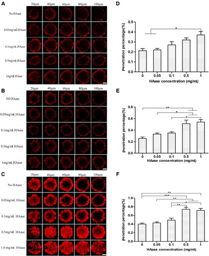 Figure 4 Confocal microscopy images of HepG2 tumor spheroids co-incubated with NPs-EPI, NPs-EPI/HAase (combined with 0.05, 0.1, 0.5, 1.0 mg/mL HAase, respectively) for 1 hour (A), 4 hours (B), and 8 hours (C). The penetration percentage of NPs-EPI and NPs-EPI/HAase (combined with 0.05, 0.1, 0.5, 1.0 mg/mL HAase, respectively) for 1 hour (D), 4 hours (E), and 8 hours (F) at 100 μm sections. Data represent the mean±SD (n=3). *P<0.05, **P<0.01, ***P<0.001. Scale bar represents 100 μm.