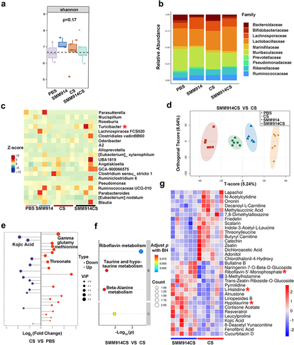 Figure 2. SMM914 provides protection to lung through balancing intestinal microbiota and regulating lung metabolism. (a) 16S rRNA sequencing analysis of stool samples at day 100 after CS exposure described in Figure 1(a). Graph depicts Shannon a-diversity index of grouped data. N = 5–6 mice per group. (b) Relative abundance of gut bacterial family in each group after CS exposure as described in Figure 1(a). N = 5–6 mice per group. (c) Bacterial genus altered by SMM914 in comparison with the CS group were shown in the random forest plot. (d) Score scatter plot from OPLS-DA model of PBS (n = 6), CS (n = 6), SMM914 (n = 5), SMM914CS (n = 6) of mice described in Figure 1(a). (e) Fold change plot of metabolic analysis for lung tissues from CS and PBS groups, respectively. (f) Bubble plot of metabolic pathway analysis for the lung tissues from SMM914CS and CS groups. (g) The hierarchical clustering heatmap of differentially metabolite expression of lungs between SMM914CS and CS groups.