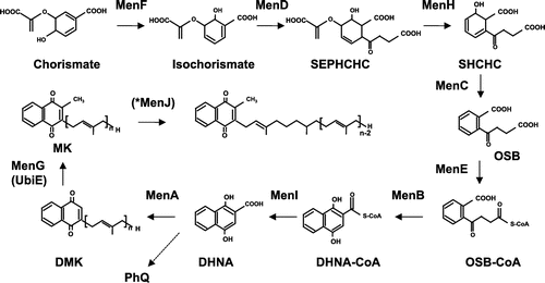 Figure 6. Menaquinone biosynthesis in E. coli. The biosynthesis of menaquinone in E. coli starts from the conversion of chorismate to isochorismate by MenF. Subsequently, MK is synthesized by MenD (succinyl-5-enolpyruvyl-6-hydroxy-3-cyclohexadiene-1-carboxylate synthase), MenH (2-succinyl-6-hydroxy-2,4-cyclohexadiene-1-carboxylate synthase), MenC (O-succinylbenzoate synthase), MenE (O-succinylbenzoic acid-CoA ligase), MenB (naphthoate synthase), MenI (DHNA-CoA thioesterase), MenA (1,4-dihydroxy-2-naphthoate octaprenyltransferase), and MenG (UbiE). *MenJ functions as a reductase of the side chain in Mycobacterium tuberculosis.