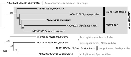 Figure 1. Maximum likelihood (ML) phylogeny of 10 teleost fishes according to the concatenated amino-acid sequences of 13 protein-coding genes (3784 positions). Tactostoma macropus is shown in bold. Sequences were aligned separately for each gene using MAFFT version 7.047 (Katoh and Standley Citation2013) with default parameters. Ambiguously aligned positions were removed using Gblocks Server version 0.91b (Castresana Citation2000), with all options for less stringent selection. ML analysis was performed in RAxML version 7.2.6 (Stamatakis Citation2006) using mtREV + G model; nodal support was estimated by 1000 bootstrap replicates. DDBJ/EMBL/GenBank accession numbers are shown for published sequences.