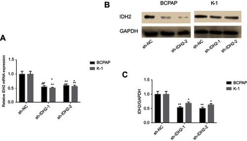 Figure 3 shRNA (sh-IDH2-1/2) to construct BCPAP and K-1 cell lines with stable IDH2 deletion.Notes: Quantitative real-time PCR (qRT-PCR) (A) and western blot (B) analysis to detect mRNA and protein expression levels of IDH2. (C) IDH2/GAPDH values of sh-IDH2-1/2. Values are expressed as mean qRT-PCR (A) and western blot (B) analysis to detect mRNA and protein expression levels of IDH2. (C) IDH2/GAPDH values of sh-IDH2-1/2. Values are expressed as mean ± SD of three independent experiments. *p<0.05, **p<0.01.± SD of three independent experiments. *p<0.05, **p<0.01.