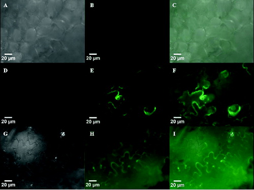 Figure 6. Epifluorescence micrographs of GFP fluorescence in tobacco leaves expressing p35S-gfp at day three (D–F) and palcA-gfp-alcR at day five (G–I). Fluorescent activity of these lines was compared to wild type leaves (A–C), which showed no fluorescence.