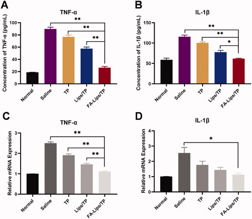 Figure 6. Pro-inflammatory cytokines expression in AIA rats after treatment. (A, B) TNF-α and IL-1β levels in blood measured by ELISA. (C, D) TNF-α and IL-1β levels in joint tissues measured by PCR. *p < 0.05; **p < 0.01.