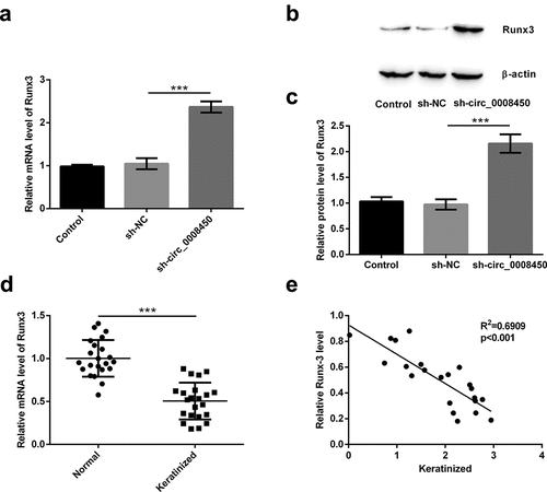 Figure 4. Runx3 was negatively regulated by circ_0008450. Keratinized epithelial cells transfected with sh-circ_0008450 (sh-circ_0008450) or sh-NC were applied for the detection of Runx3 (a) mRNA and (b and c) protein by qRT-PCR and Western blot respectively. *** p < 0.001. (d) Keratinized epithelial tissues and normal epithelial tissues were obtained for qRT-PCR experiment. The expression of Runx3 was assessed by qRT-PCR. *** p < 0.001. (e) Keratinized epithelial tissues were obtained for qRT-PCR experiment. The expression of circ_0008450 and Runx3 was assessed by qRT-PCR. R2 = 0.6909, p < 0.001