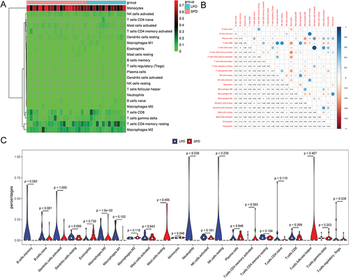 Figure 2 Immune infiltration analysis. (A) the heat maps of immune cell subsets; (B) correlation analysis between immune cell types; (C) percentages of immune cell subsets.