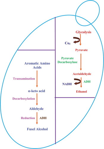 Figure 1. Regulation of alcohol production in yeast cells. The two common pathways observed in yeast cells are glycolysis and fusel alcohol production. Glycolysis is the major pathway in yeast cells that give rise to production of common metabolite, i.e. ethyl alcohol. Another pathway which generates different aromatic alcohols depends on various environmental factors, such as the availability of aromatic amino acids, the presence of ammonia, and an alkaline pH. Both pathways principally work under anaerobic conditions. The key element in above-mentioned pathway is alcohol dehydrogenase (ADH) which is reported to regulate downstream during morphogenesis and biofilm development