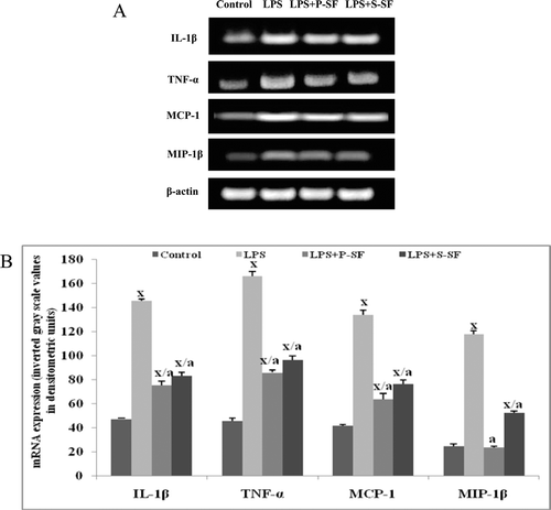 Figure 5.  mRNA expression of genes for pro-inflammatory cytokines IL-1β, TNFα, MCP-1, and MIP-1β in lung tissues of rats in the various treatment regimens. (A) Representative reverse transcription polymerase chain reaction bands of rat lung tissues and (B) corresponding densitometric analyses. Values shown in (B) are mean (±SD) of three reverse transcription polymerase chain reaction results (i.e., from three rats)/treatment group. xp < 0.001 vs. control; ap < 0.001 vs. LPS-only rats (one-way ANOVA).
