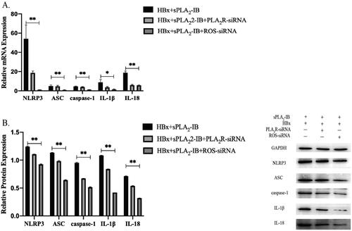 Figure 5. The inflammatory response is reduced after inhibition of ROS generation. (A) The mRNA expression levels of inflammasome pathway-related genes in each group were determined by qPCR (n = 3). (B) The protein expression levels of inflammasome pathway-related genes in each group were determined by WB (n = 3). *p < .05, **p < .01. The data are presented as the mean ± SD. siRNA: small interfering RNA; ROS: reactive oxygen species; sPLA2-IB: secretory phospholipase A2 group IB, a ligand for PLA2R.