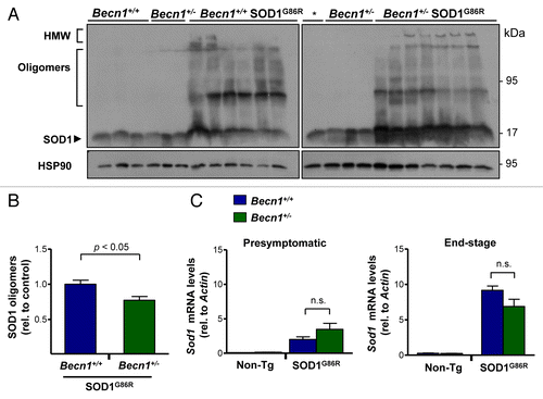 Figure 3. Targeting Becn1 alters SOD1 aggregation in ALS transgenic mice. (A) SOD1 aggregation was determined in spinal cord protein extracts derived from Becn1+/+ SOD1G86R and Becn1+/− SOD1G86R mice at the symptomatic stage using western blot analysis. Each well represents an independent animal ordered by crescent genotype and crescent life span. Of note SOD1 oligomers and high molecular (HMW) aggregates are detected in this analysis. “*” represents the same sample from the first lane of Becn1+/+ SOD1G86R mice presented in the left western blot used as a normalization marker to select equivalent film exposure for proper comparison. (B) Mutant SOD1 oligomers were quantified from experiments presented in (A). For the analysis, the average signal of control transgenic mice (*) was normalized to 1 to compare both gels. (C) In parallel, Sod1 mRNA levels were measured by real-time PCR in samples from presymptomatic and end-of- disease stages (right panel). Actin levels were monitored for normalization of gene expression. In (B) and (C), mean and standard error are presented for the analysis of independent animals (at least n = 6 per group). P values were calculated with the Student t test. n.s., nonsignificant differences.