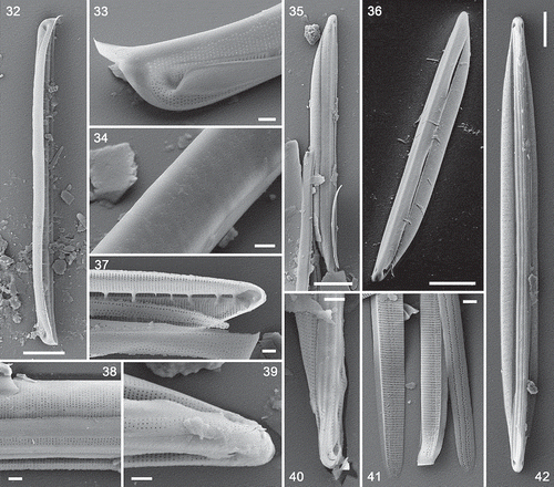 Figs 32–42. Exterior views (except Fig. 37) of type A and B valves and Nitzschia spathulata, SEM. Figs 32–34. Type A1 (N. dicrogramma): valve in girdle view (Fig. 32), valve pole showing the conopeum (Fig. 33) and the sparsely and irregularly porous dorsal side (Fig. 34). Fig. 35. Type A2 (N. brachygramma) valve in valve view: note the acute apices. Fig. 36. Type A valve: note the flap (conopeum) running parallel to the raphe, corresponding to the line visible in LM (cf. Fig. 5). Figs 37–39. Details of type A2 (N. brachygramma) valves: note the narrow entrance to the raphe canal and porous girdle bands (Fig. 37), continuity of the raphe across the centre of the valve (Fig. 38) and hooked terminal fissure (turned towards the ventral side: Fig. 39). Figs 40, 41. Type B (N. parkii): detail of valve pole with conopea and dorsally hooked terminal fissure (Fig. 40) and porous girdle bands (Fig. 41: the ridged sides are exterior). Fig. 42. Nitzschia spathulata, whole valve. Note the symmetrical outline of the valve and slightly eccentric raphe. Scale bars = 10 µm (Figs 32, 35, 36), 5 µm (Fig. 42) and 1 µm (Figs 33–34, 37–41).