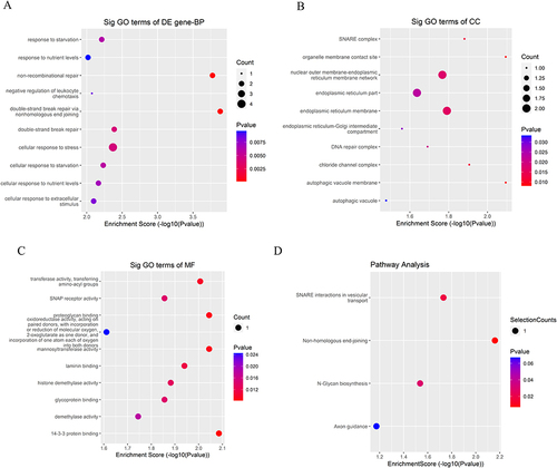 Figure 7 Dot plot: function enrichment analysis of differentially expressed lncRNAs. (A–C) Gene Ontology analysis of upregulated lncRNAs in the GO-AgNPs treated rabbit fetal fibroblast cells. (D) Kyoto Encyclopedia of Genes and Genomes pathway analysis of upregulated lncRNAs in the GO-AgNPs treated rabbit fetal fibroblast cells. The color intensity of the nodes shows the degree of enrichment of this analysis. The enrich-factor is defined as the ratio of the differential genes in the entire genome. The dot size represents the count of genes in a pathway.