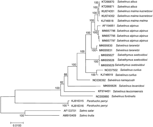 Figure 1. Maximum likelihood (ML) tree constructed on the comparison of complete mitochondrial genome sequences of Salvelinus alpinus alpinus and other GenBank representatives of the family Salmonidae. The tree is based on the GTR plus gamma plus invariant sites (GTR + G+I) model of nucleotide substitution. Genbank accession numbers for all sequences are listed in the figure. Numbers at the nodes indicate bootstrap probabilities from 1000 replications (values below 80% are omitted). Phylogenetic analysis was conducted in MEGA X (Kumar et al. Citation2018).