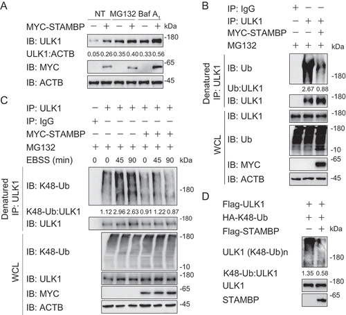 Figure 5. STAMBP stabilizes ULK1 through cleaving its K48-linked ubiquitin chains. (a) Immunoassay of extracts of HEK293 T cells transfected with plasmids for MYC-tagged EV or STAMBP and treated with dimethyl sulfoxide (DMSO; vehicle), MG132 (10 μM) or Baf A1 (0.2 μM) for 6 h. (b) Immunoassay of extracts of HEK293 T cells transfected with plasmid encoding MYC-tagged EV or STAMBP and treated with MG132 for 6 h, followed by denatured IP with anti-ULK1 antibody and immunoblot detection with anti-Ub antibody. (c) Immunoassay of extracts of HEK293 T cells transfected with plasmid encoding MYC-tagged EV or STAMBP and cultured in EBSS medium for the various times (above lane), together with MG132 treatment for 6 h, followed by denatured IP with anti-ULK1 antibody and immunoblot detection with anti-K48-Ub antibody. (d) Purified ubiquitinated ULK1 was incubated with immunopurified Flag-STAMBP in vitro in deubiquitinating buffer. The immunoblot was detected with anti-HA. Data are representative of three independent biological experiments