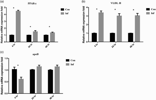 Figure 3. The mRNA expression of lipid transportation related genes in LMH-2A cells at 4, 24, and 48 hpi with SE. Comparisons were made between groups of SE-infected (Inf) and control (Con) LMH-2A cells co-incubated with β-oestradiol. Error bars indicate SEM values. Asterisks represent significant differences (P < 0.05) between Inf and Con groups at the same time point.